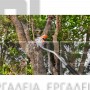 STIHL ΠΡΟΕΚΤΑΣΗ ΓΙΑ GTA 26 (#GA018205000)