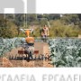 STIHL MH 700 ΣΚΑΠΤΙΚΗ ΦΡΕΖΑ 252cm³ (#62510113913)