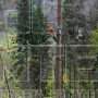 STIHL MS 462 C-M ΕΠΑΓΓΕΛΜΑΤΙΚΟ ΑΛΥΣΟΠΡΙΟΝΟ ΒΕΝΖΙΝΗΣ 72.2cm³ ΜΕ ΛΑΜΑ 50cm HEXA (#11422000291)