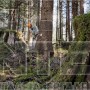 STIHL MS 462 C-M ΕΠΑΓΓΕΛΜΑΤΙΚΟ ΑΛΥΣΟΠΡΙΟΝΟ ΒΕΝΖΙΝΗΣ 72.2cm³ ΜΕ ΛΑΜΑ 50cm HEXA (#11422000291)