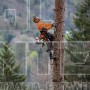 STIHL MS 462 C-M ΕΠΑΓΓΕΛΜΑΤΙΚΟ ΑΛΥΣΟΠΡΙΟΝΟ ΒΕΝΖΙΝΗΣ 72.2cm³ ΜΕ ΛΑΜΑ 50cm HEXA (#11422000291)
