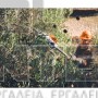 STIHL SPA 130 ΕΛΑΙΟΡΑΒΔΙΣΤΙΚΟ ΜΗΧΑΝΗΜΑ ΧΩΡΙΣ ΜΠΑΤΑΡΙΑ & ΦΟΡΤΙΣΤΗ 220cm (#VA020110700)